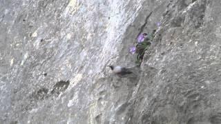 Wallcreeper at Trigrad Gorge, Bulgaria