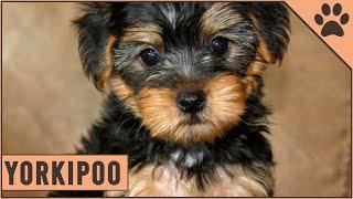 Yorkipoo - Yorkshire / Toy Poodle Mix