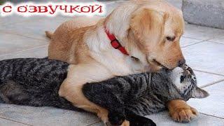 Funny Animal Videos 2024 - Funniest Dogs and Cats Videos #272