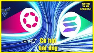 Cá voi Solana hành động khó đoán, cơ hội bắt đáy Polkadot