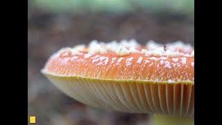 Wunder Natur Fliegenpilze im Wald Detailaufnahmen Makro by Ingrid Röhrl