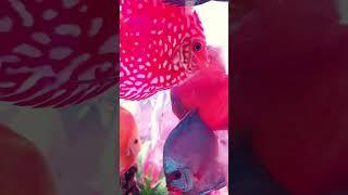 Most expensive Discuss #viralshorts #discus #ornamentalfish #aquaculture #fish #expensive