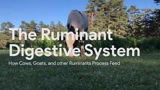 Ruminant Digestion