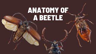 Learn About Beetle Body Parts | Insect Morphology