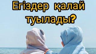 Егіздер қалай туылады?