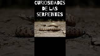 Curiosidades de serpientes  #animals #serpientes #snake #animales #viral #short #shorts