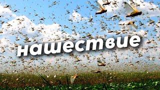 В нашествии саранчи есть польза? Уникальное явление в Черном море. Правда о грызунах леммингах