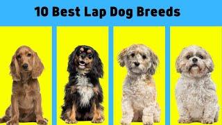 10 Best Lap Dog Breeds