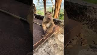 Love for Monkeys: Discover Thailand