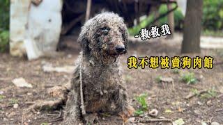 生完寶寶雙腿癱瘓的繁殖犬，被主人無情拋弃，被救一個月逆轉狗生