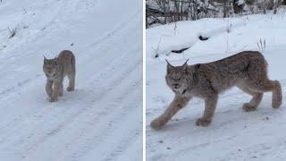 Extreme close-up footage of wild Alberta lynx casually walking by #Shorts