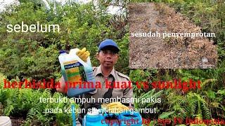 Racun rumput yang paling ampuh - prima kuat campur Sunlight  terbukti 100%