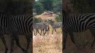 Cute African Animals #shorts - Tanzania