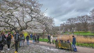 London Spring Walk  St James’s Park to South Bank incl. Cherry Blossoms [4K]