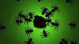 spooky spiders green screen effects animation .