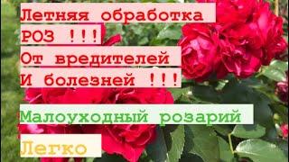 РОЗЫ  Мой малоуходный способ ухода за розарием  третья обработка  сад цветёт