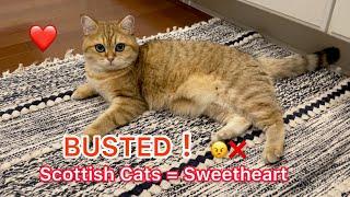 Scottish Straight Cats: Busting the 'Mean' Myth!