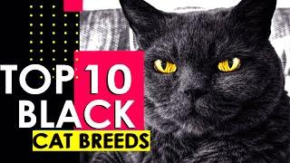 TOP 10 BEST BLACK CAT BREEDS