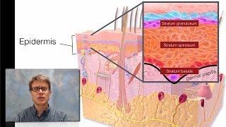 Integumentary System