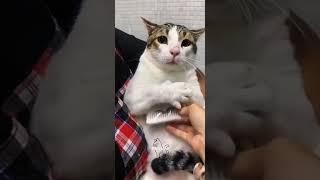 the sweetest and most bland cat in the world | Animals world #shorts