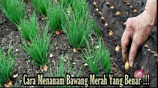 Cara menanam bawang merah yang benar / growing onions