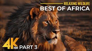 BEST OF AFRICA - Wild Animals in 4K HDR - Wildlife Film with Savanna Sounds & Relaxing Music  #3