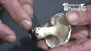 Conoscere i Funghi: Clitopilus prunulus [ COMMESTIBILE ]