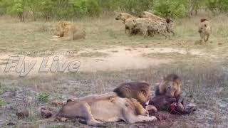 Hyenas harass Lion | 3 Male Lions attack and eating Hyena in Africa 31-08-2022