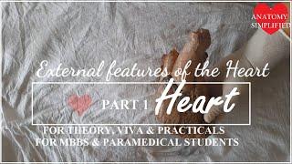 Heart -External Features