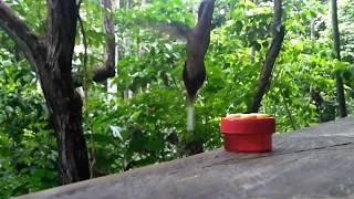 A hungry Long-billed Hermit Hummingbird