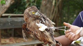 An injured owl being treated and saved by kind people