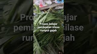 MEMBUAT SILASE DAN FERMENTASI RUMPUT GAJAH‼️MEMGGUNAKAN MESIN CACAH