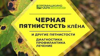 Черная пятнистость клена, мучнистая роса и другие пятнистости: диагностика, профилактика, лечение