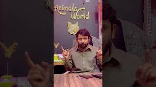 All Pets Products Available Now From Animals World Hamza Aslam 03214067046