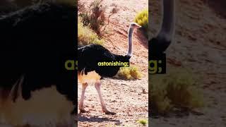 Ostrich: World's Largest Bird  | 60 Second Animal Fact! #shorts #animals #nature