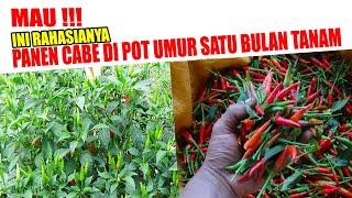 INI RAHASIANYA  CARA MENANAM CABE RAWIT  DI POLYBAG SATU BULAN BISA PANEN