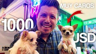 LOS PERROS MAS CAROS DE EXPO CAN