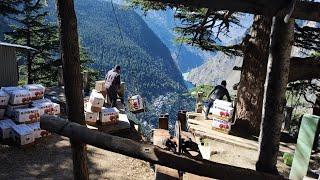 Apple  Harvesting & Packing at  MEBAR Village Kinnaur( H.P )