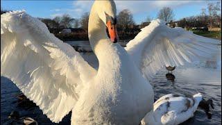 How a mute swan cob says hello