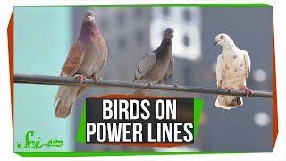 Why Don't Birds on Power Lines Get Zapped?