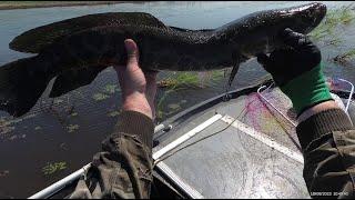 Охота на Змееголова CrossBow Fishing & SlingShot Fishing