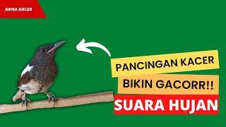 PANCINGAN KACER DIJAMIN BIKIN KACER AUTO GACOR!!! PLUS SUARA HUJAN!!!