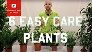 6 Easy care plants