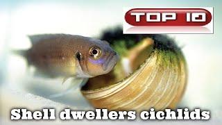 Top 10 shell dwellers cichlids 