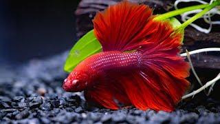 How to Choose a GREAT Betta for your Aquarium!