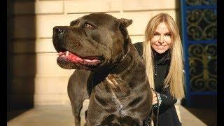 THE CANE CORSO - POWERFUL ROMAN DOG OF WAR