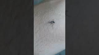 Вот такие необычные комары в Анапе 2022