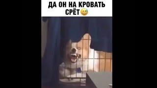 Он срёт в кровати (прикол)