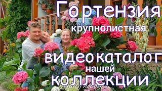 ГОРТЕНЗИЯ. Самые КРАСИВЫЕ сорта , видео КАТАЛОГ нашей коллекции.