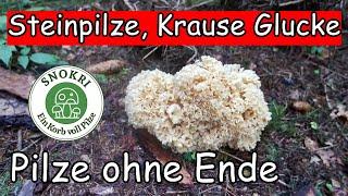 Pilze suchen Steinpilze und Krause Glucke Anfang September  2016